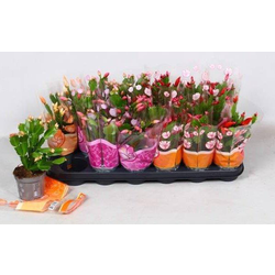 Rhipsalis mix 10                                  