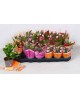 Rhipsalis mix 10                                  