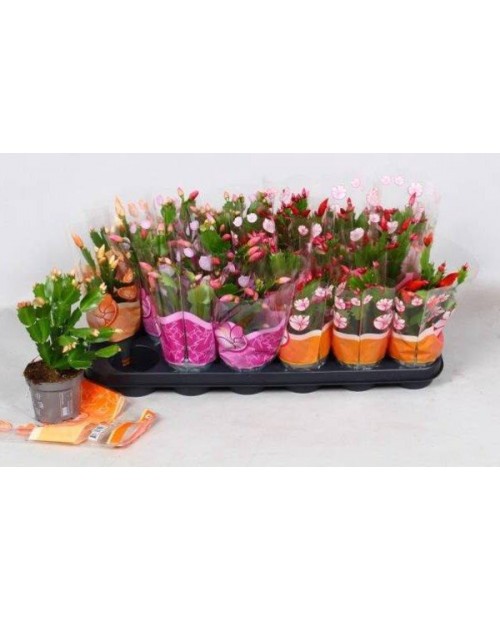 Rhipsalis mix 10                                  