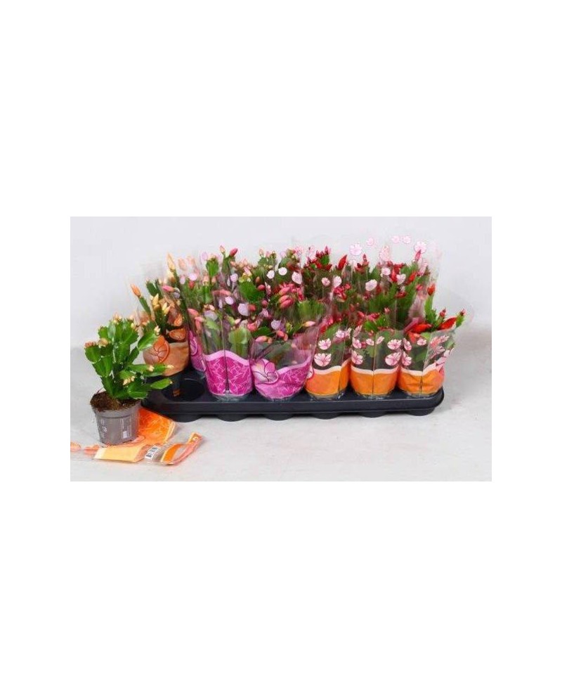 Rhipsalis mix 10                                  