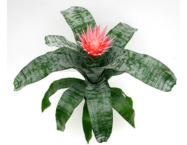 Billbergia fasciata 13                            