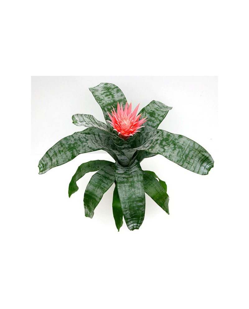 Billbergia fasciata 13                            