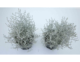 Calocephalus brownii m12                          