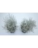 Calocephalus brownii m10                          