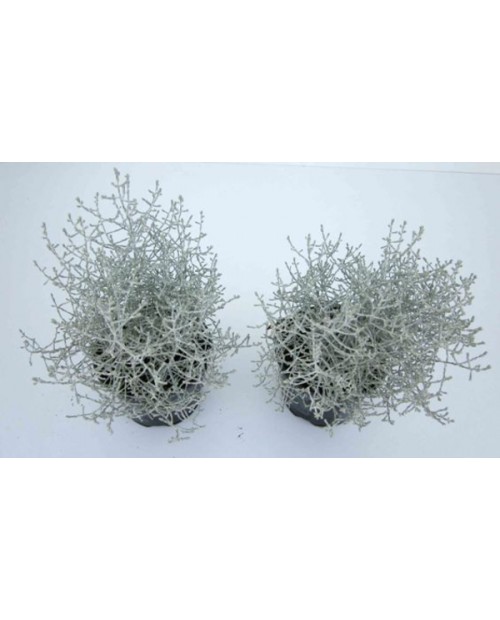 Calocephalus brownii m12