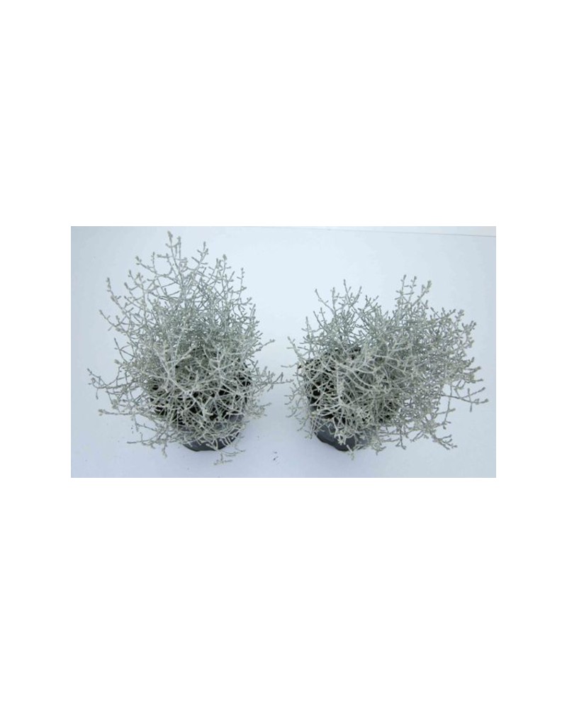 Calocephalus brownii m10                          