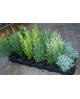 Conifera mix 13                                   