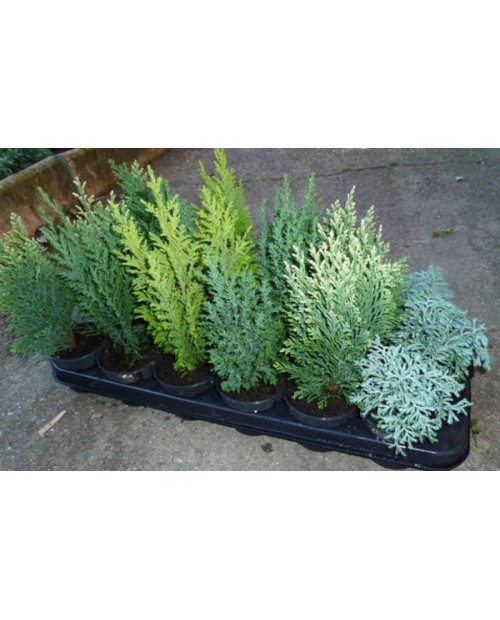 Conifera mix 13                                   