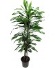 Dracaena janet craig 15/30/60 m21                 