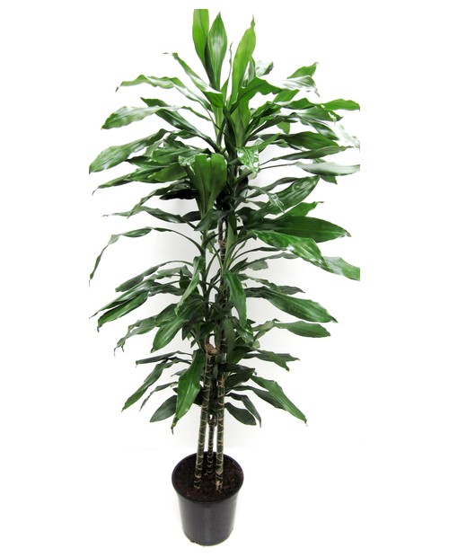 Dracaena janet craig 15/30/60 m21                 