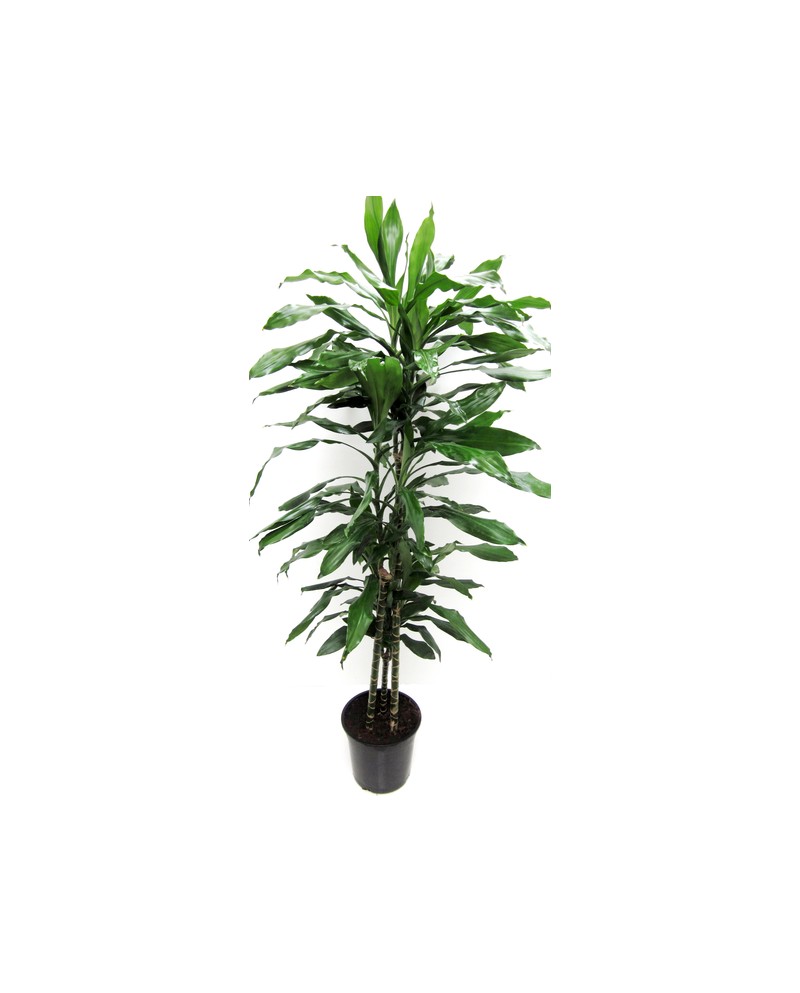 Dracaena janet craig 15/30/60 m21                 