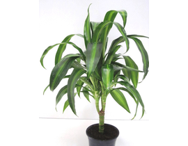 Dracaena hawaian sunchine 1tr.                    