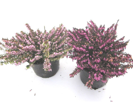 Erica darleyensis m12                             