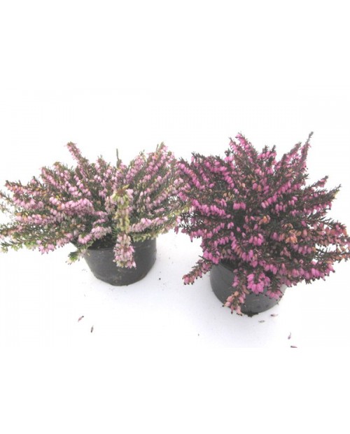 Erica darleyensis m12                             