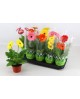 Gerbera mix m12                                   