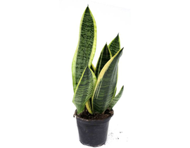 Sansevieria golden futura m11                     