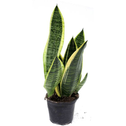 Sansevieria golden futura m11                     