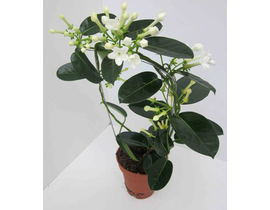 Stephanotis floribunda 12                         