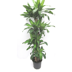 Tronco massangeana  25cm 30-60-90-120             