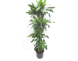 Tronco massangeana  25cm 30-60-90-120             