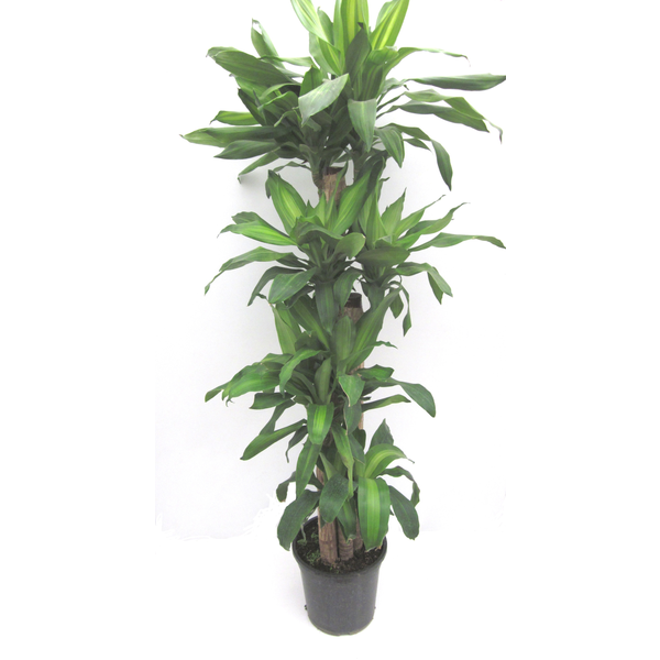 Tronco massangeana  25cm 30-60-90-120             