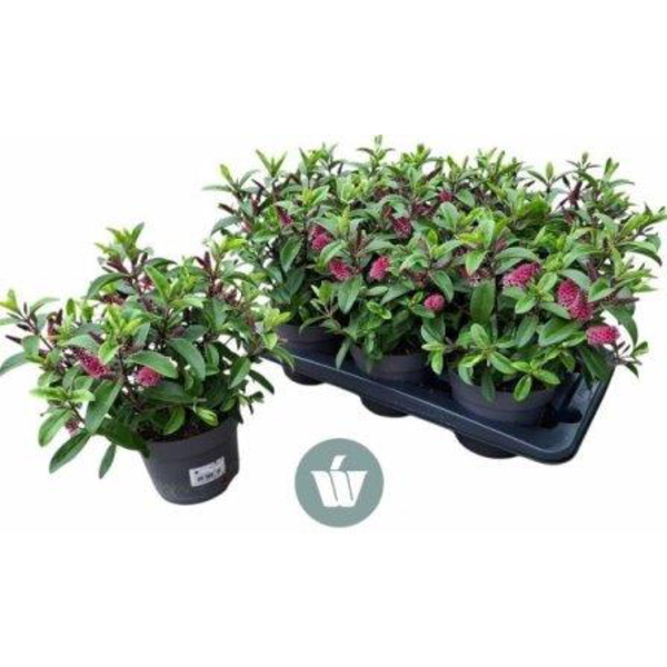 Veronica mix m15                                  