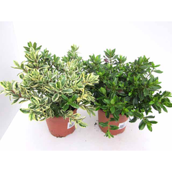 Veronica verde m15                                
