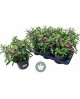 Veronica mix m15                                  