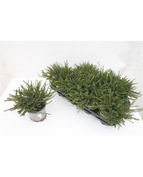 Erica carnea lena m12                             