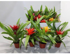 Guzmania mix m10                                  