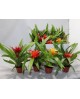 Guzmania mix m10                                  