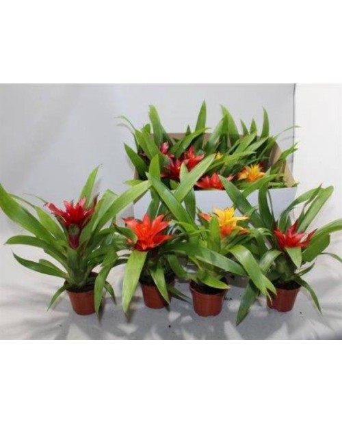 Guzmania mix m10                                  