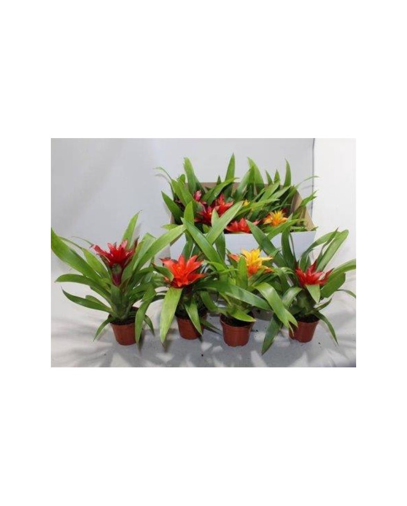 Guzmania mix m10                                  