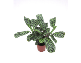 Maranta amabilis m12                              