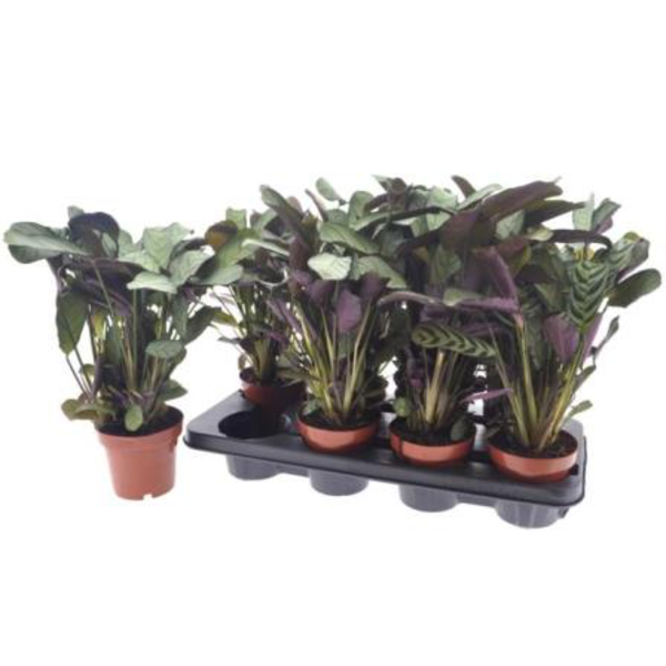 Maranta amabilis m12                              