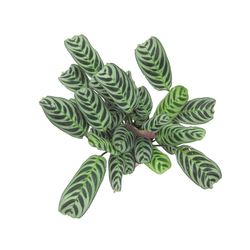 Maranta amabilis m12                              