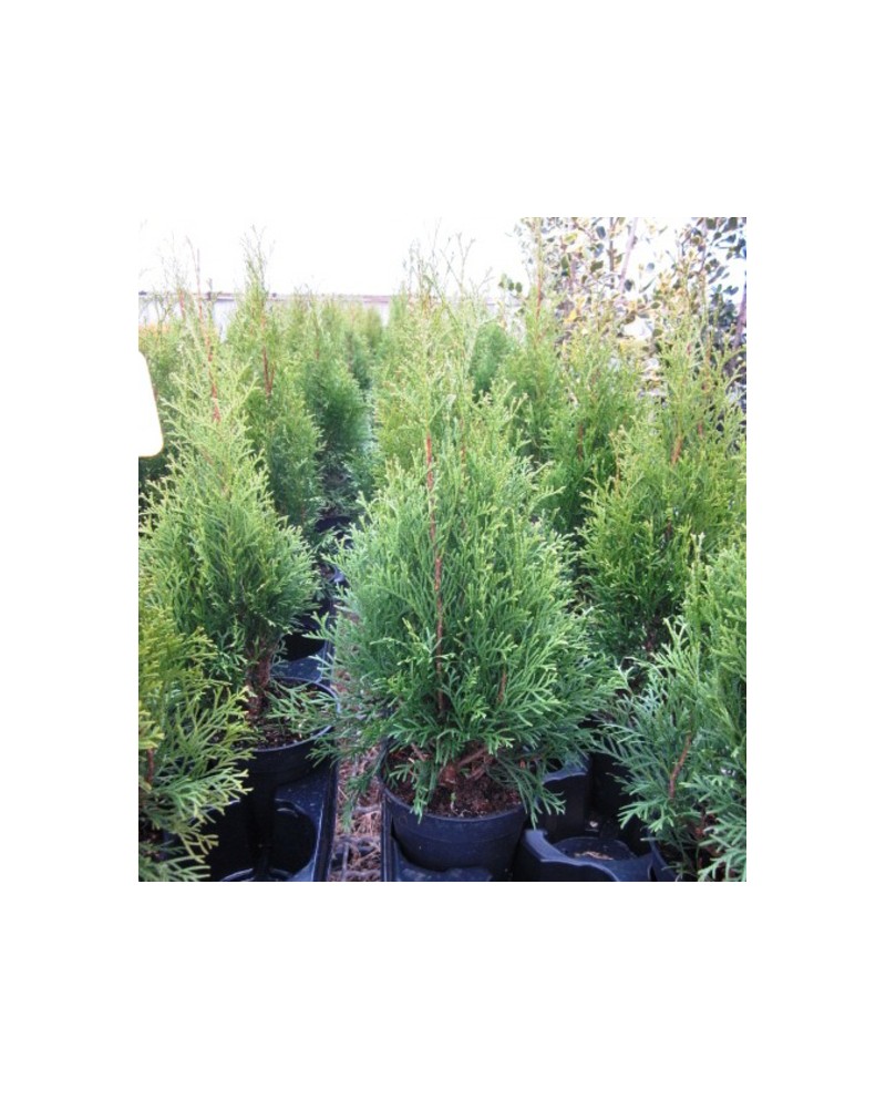Thuya esmeralda m13Ø 35/40                        