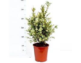 Buxus elegans variegata m17 30/40                 