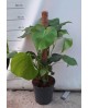 Philodendron pertusum tutor m22 80                