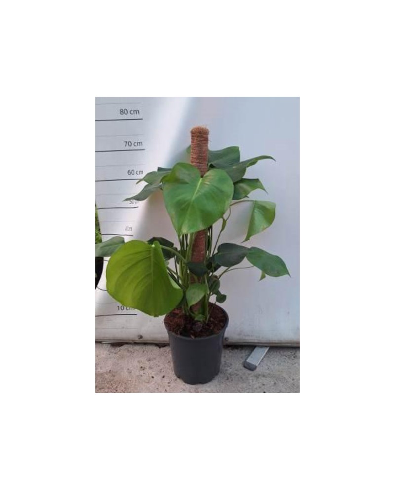 Philodendron pertusum tutor m22 80                