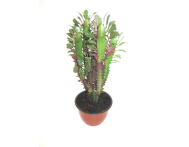 Euphorbia trigona rubra tarrina 16                