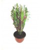 Euphorbia trigona rubra tarrina 16                