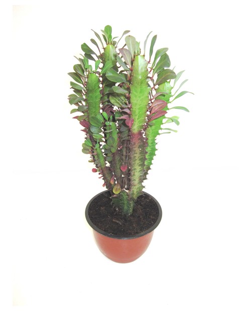 Euphorbia trigona rubra tarrina 16                