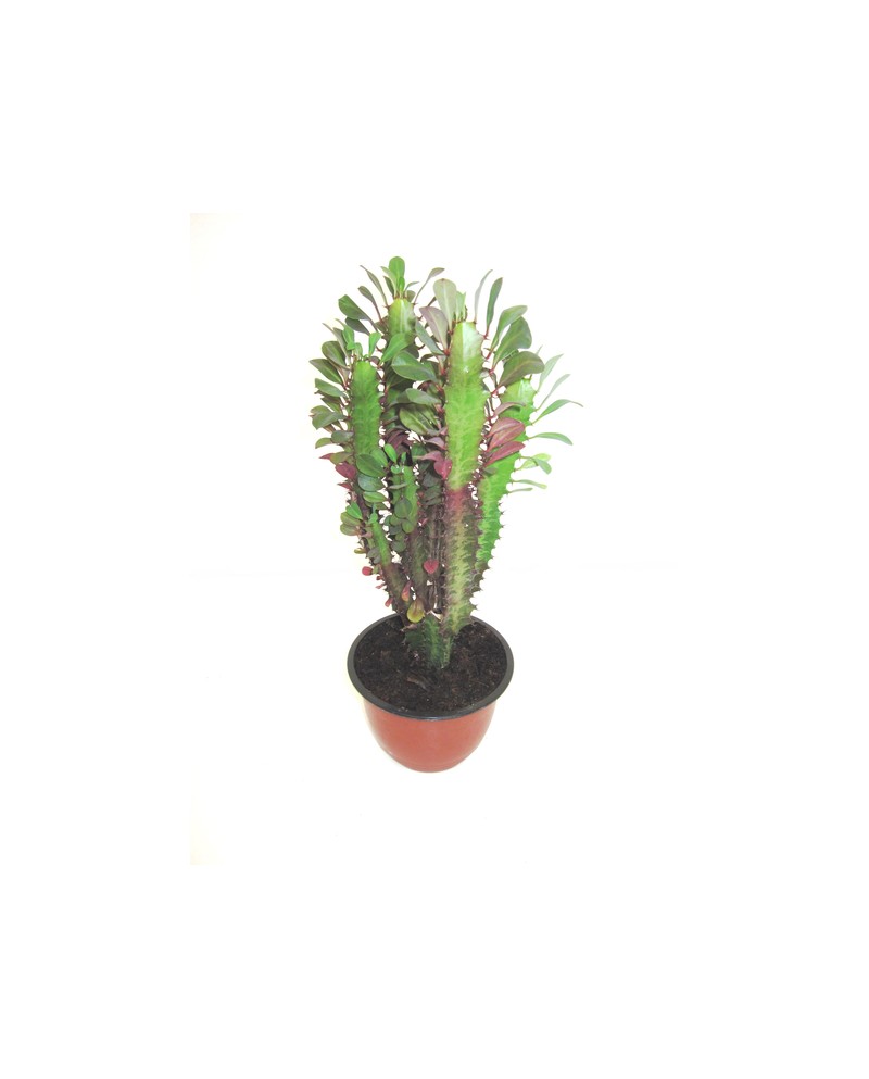 Euphorbia trigona rubra tarrina 16                
