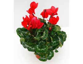 Cyclamen tarrina 22                               