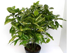 Aucuba jap.crotonifolia 10lt 60/80                