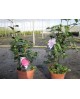 Camelia 40/60 3lt                                 