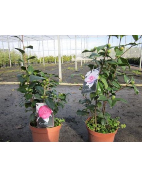 Camelia 40/60 3lt                                 