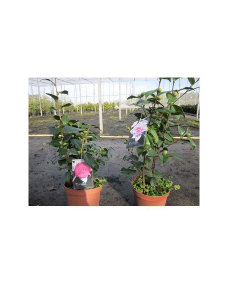 Camelia 40/60 3lt                                 