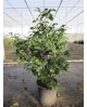 Camelia 70/80 m22                                 